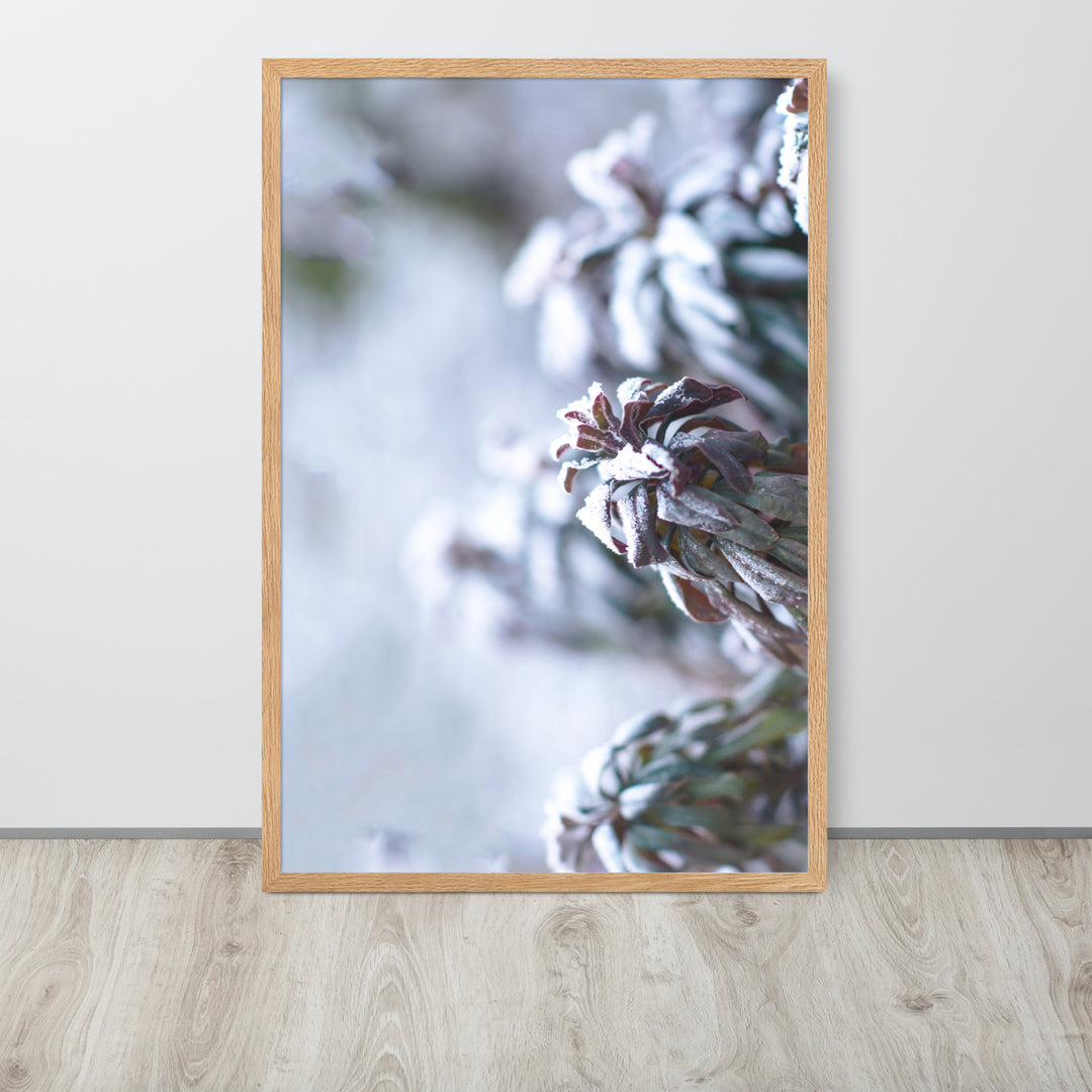 Póster - Escarcha en hojas, un momento en la naturaleza