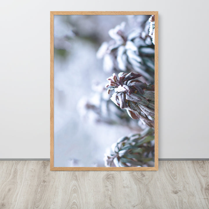 Póster - Escarcha en hojas, un momento en la naturaleza