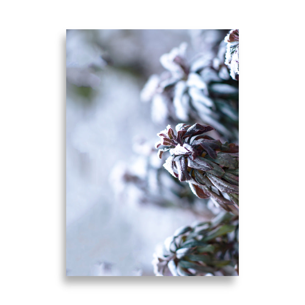 Póster - Escarcha en hojas, un momento en la naturaleza