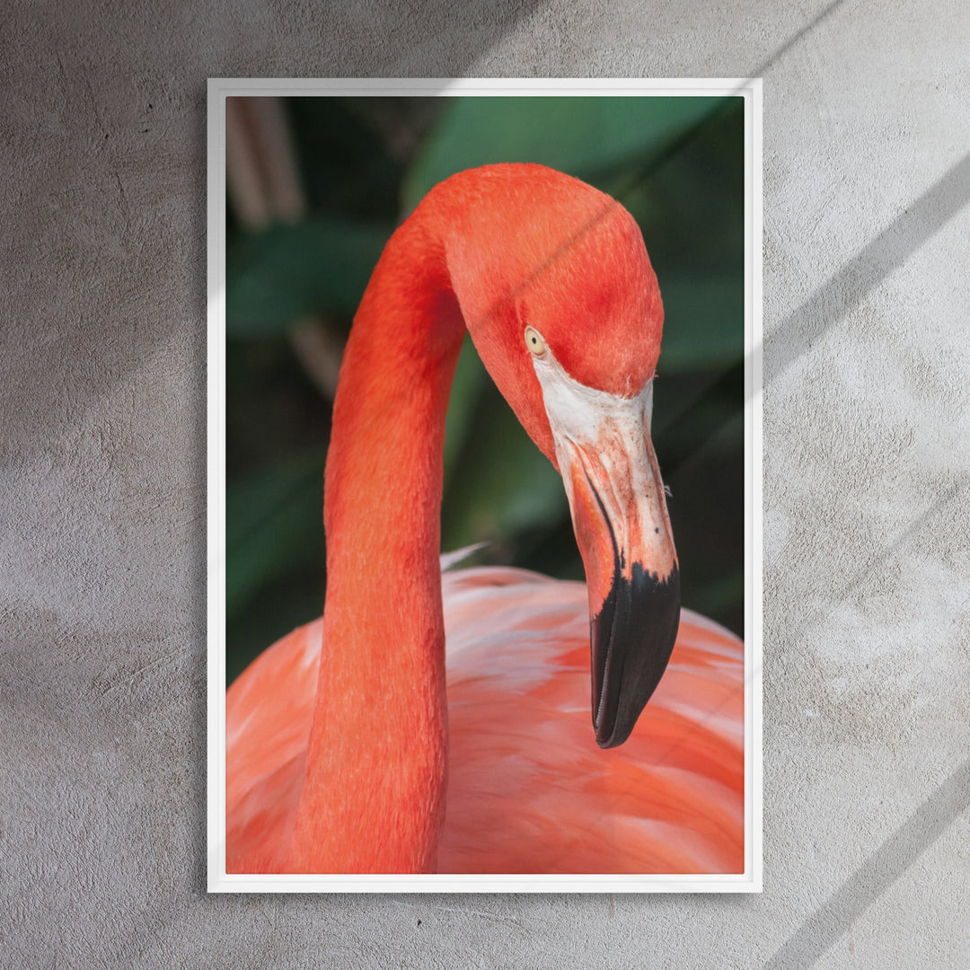 Leinwand - Flamingo, Phoenicopterus Ruber artlia