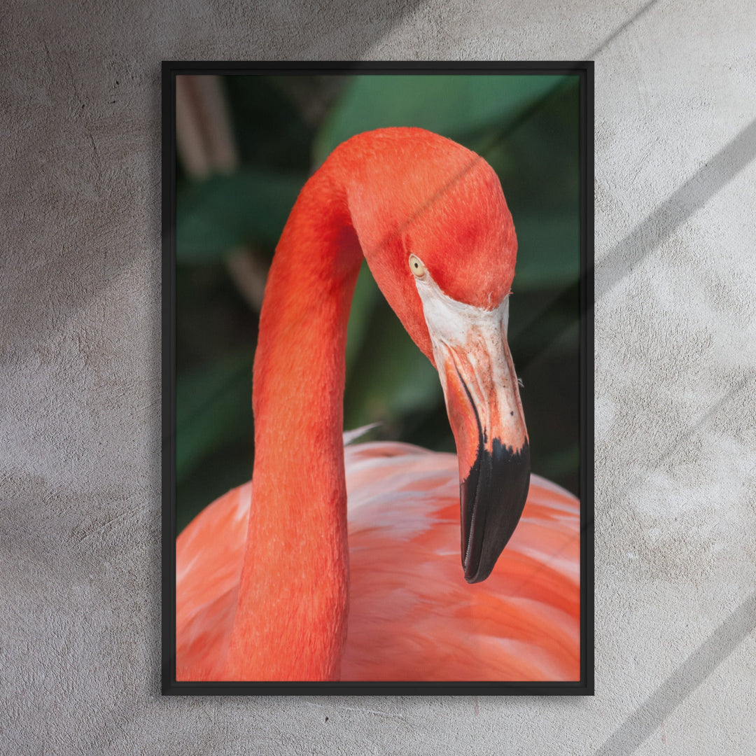 Leinwand - Flamingo, Phoenicopterus Ruber artlia
