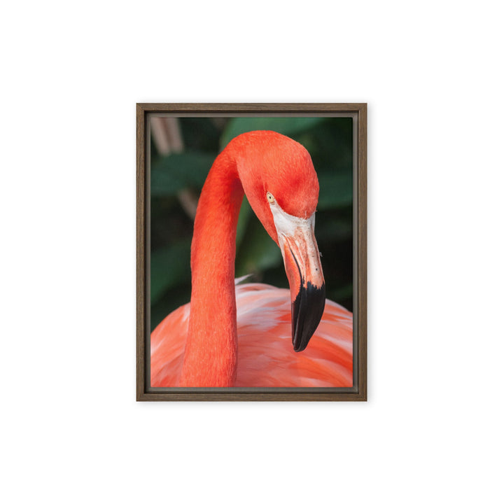 Leinwand - Flamingo, Phoenicopterus Ruber Braun / 31x41 cm (12″×16″) artlia