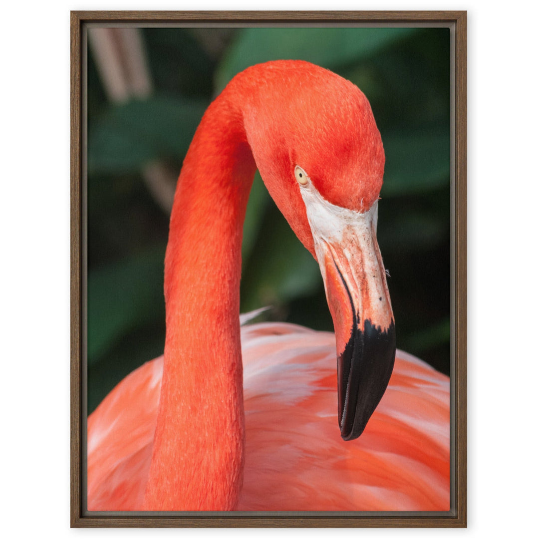 Leinwand - Flamingo, Phoenicopterus Ruber Braun / 46x61 cm (18″×24″) artlia