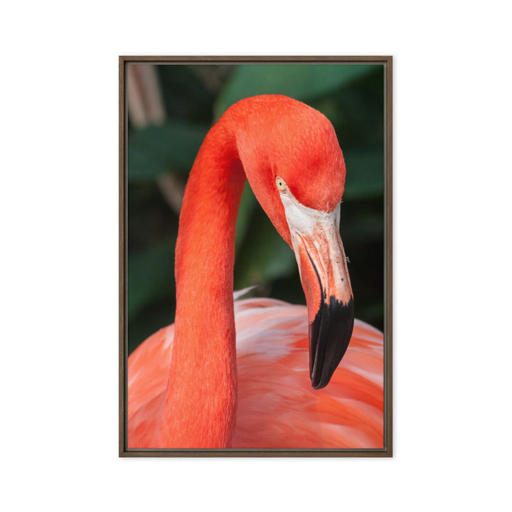 Leinwand - Flamingo, Phoenicopterus Ruber Braun / 51x76 cm (20″×30″) artlia