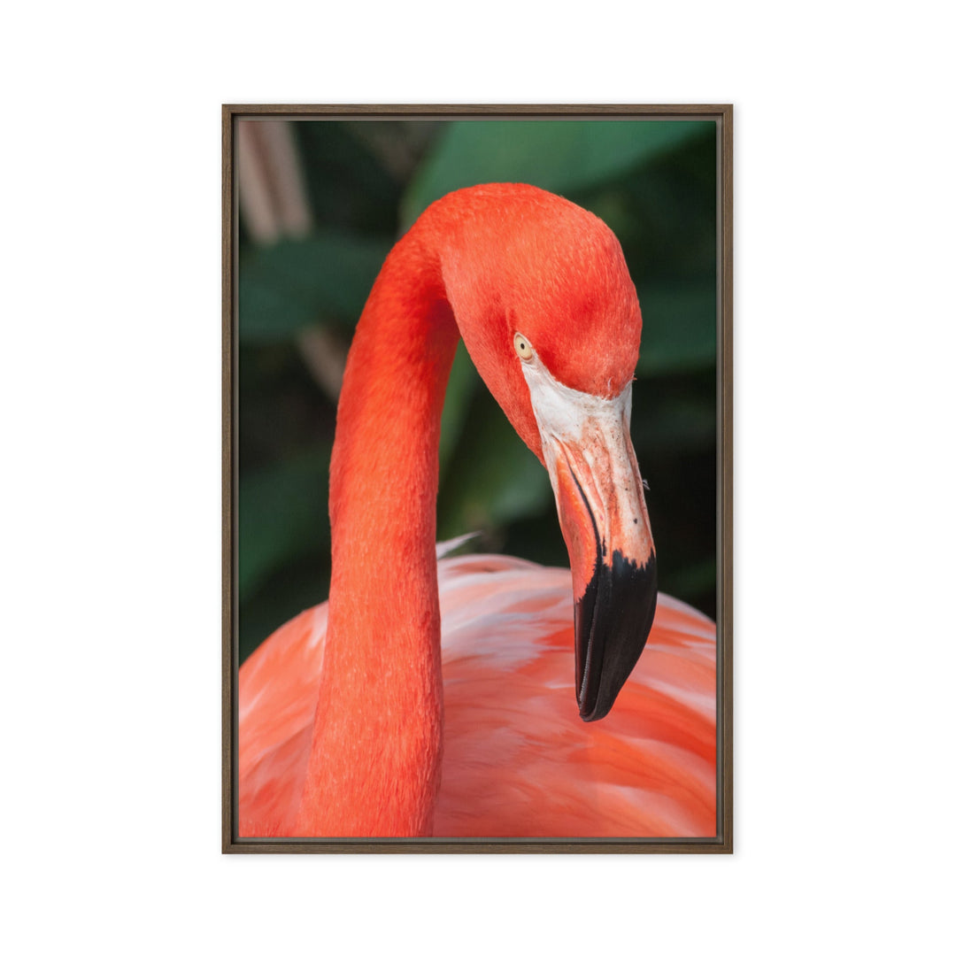 Leinwand - Flamingo, Phoenicopterus Ruber Braun / 61x91 cm (24″×36″) artlia