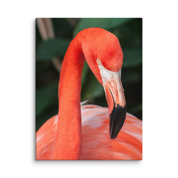 Leinwand - Flamingo, Phoenicopterus Ruber ohne Rahmen / 31x41 cm (12″×16″) artlia