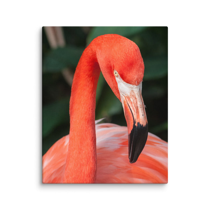 Leinwand - Flamingo, Phoenicopterus Ruber ohne Rahmen / 41x51 cm (16″×20″) artlia
