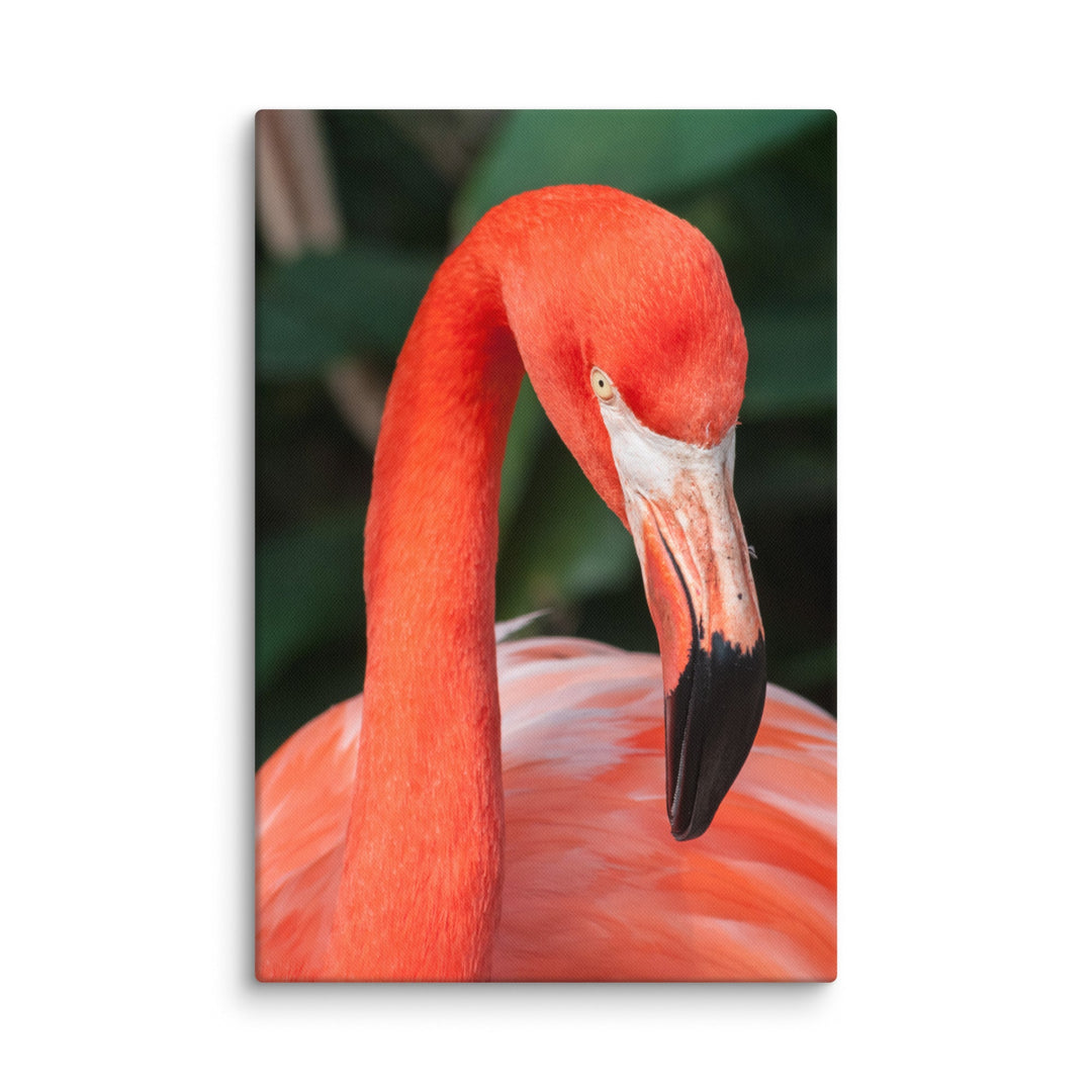 Leinwand - Flamingo, Phoenicopterus Ruber ohne Rahmen / 51x76 cm (20″×30″) artlia