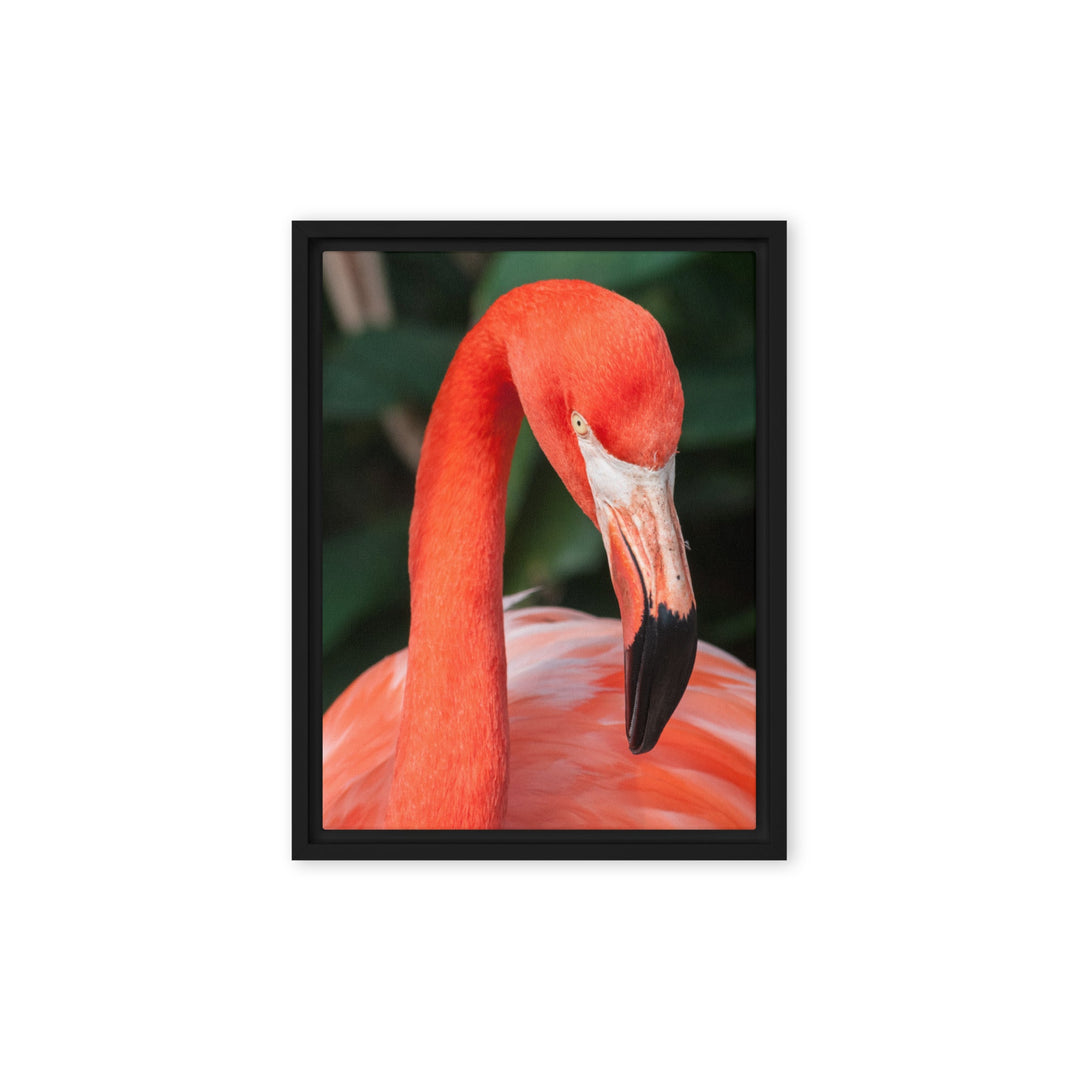 Leinwand - Flamingo, Phoenicopterus Ruber Schwarz / 31x41 cm (12″×16″) artlia