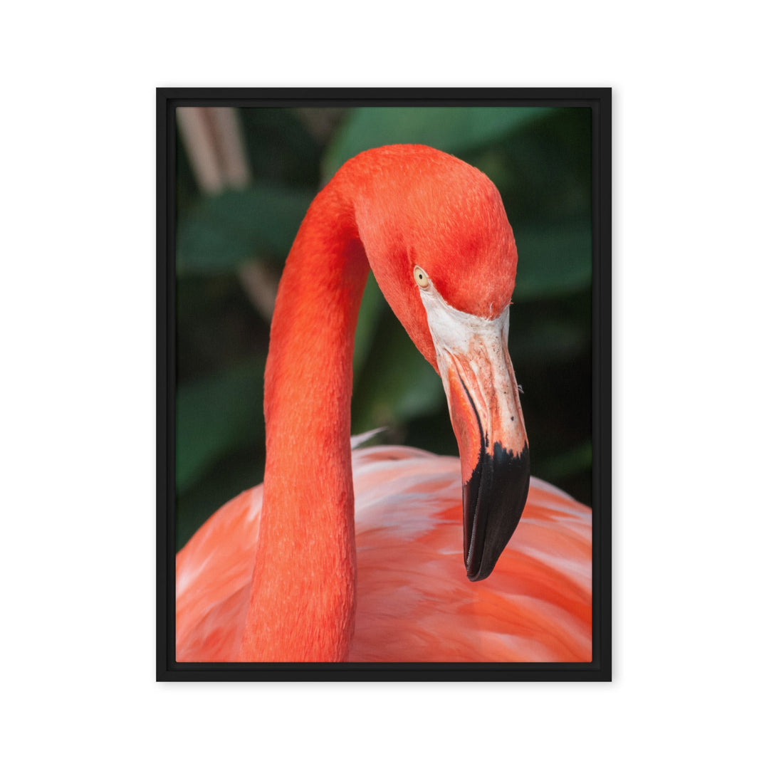 Leinwand - Flamingo, Phoenicopterus Ruber Schwarz / 46x61 cm (18″×24″) artlia