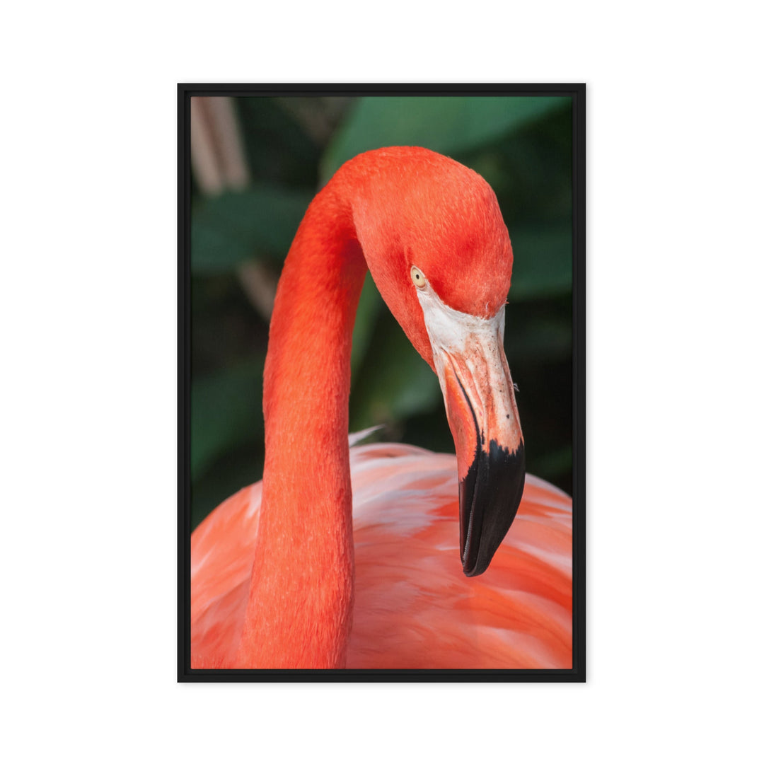 Leinwand - Flamingo, Phoenicopterus Ruber Schwarz / 61x91 cm (24″×36″) artlia