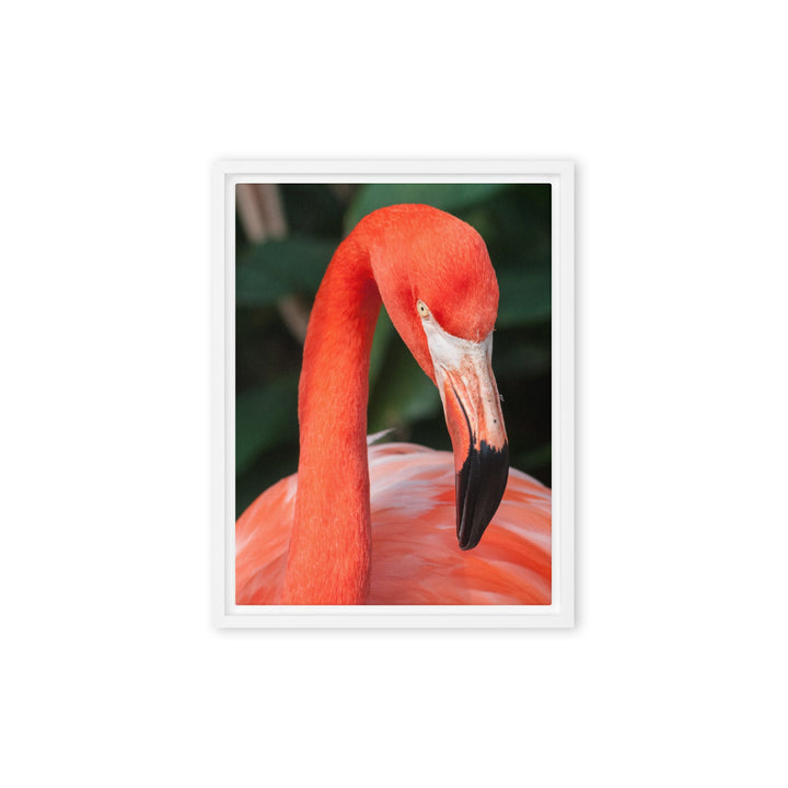 Leinwand - Flamingo, Phoenicopterus Ruber Weiß / 31x41 cm (12″×16″) artlia