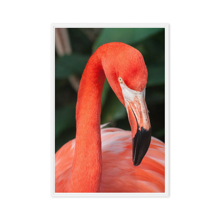 Leinwand - Flamingo, Phoenicopterus Ruber Weiß / 61x91 cm (24″×36″) artlia