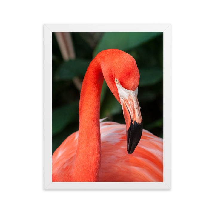 Poster - Flamingo, Phoenicopterus Ruber Weiß / 30×40 cm artlia