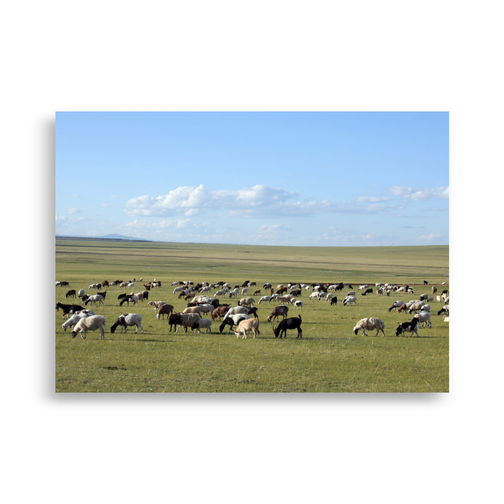 Poster - Herd of sheep graze in Mongolian steppe 50×70 cm artlia