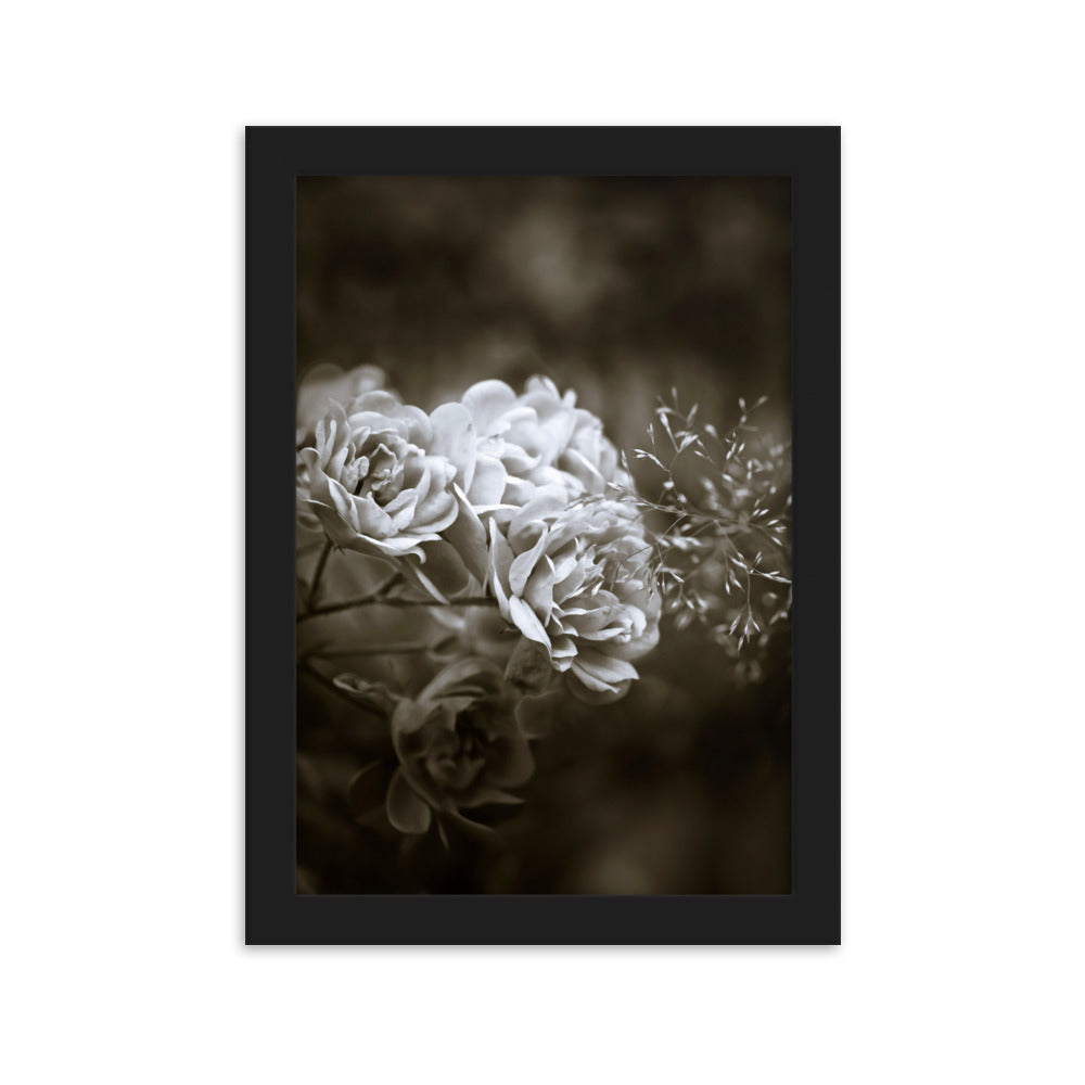 Poster - Weiße Pfingstrosen Schwarz / 21×30 cm artlia