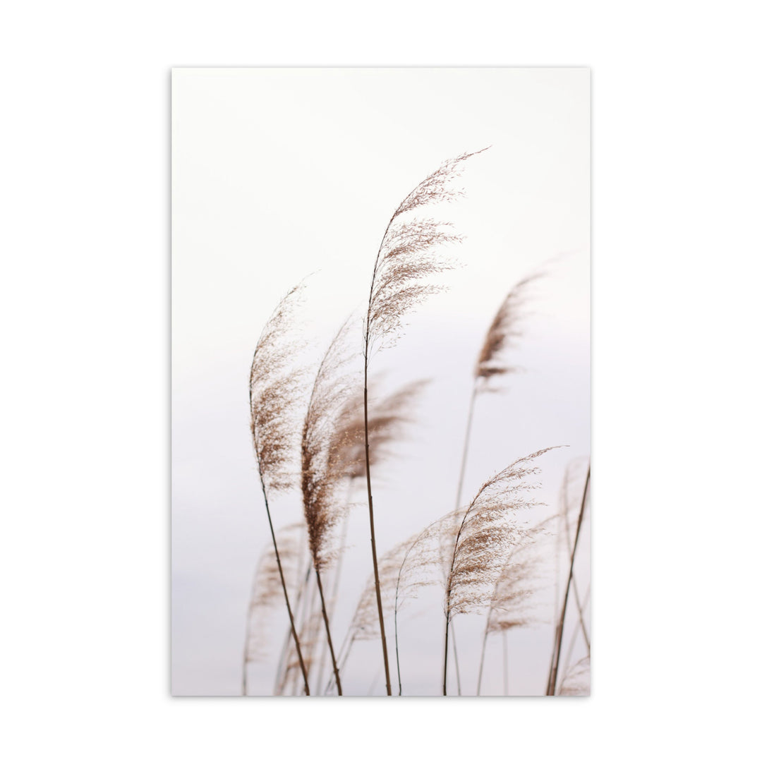 Schilf Reeds 01 - Postkarte artlia