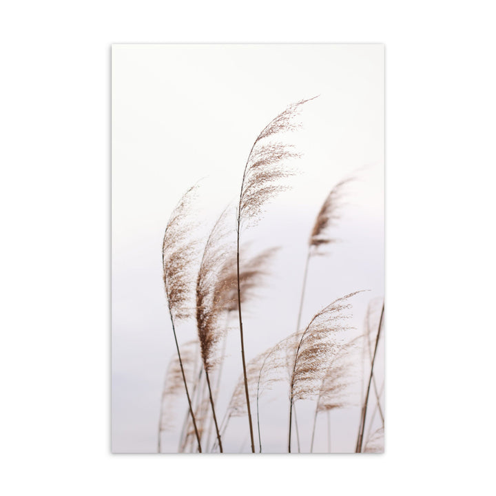 Schilf Reeds 01 - Postkarte artlia