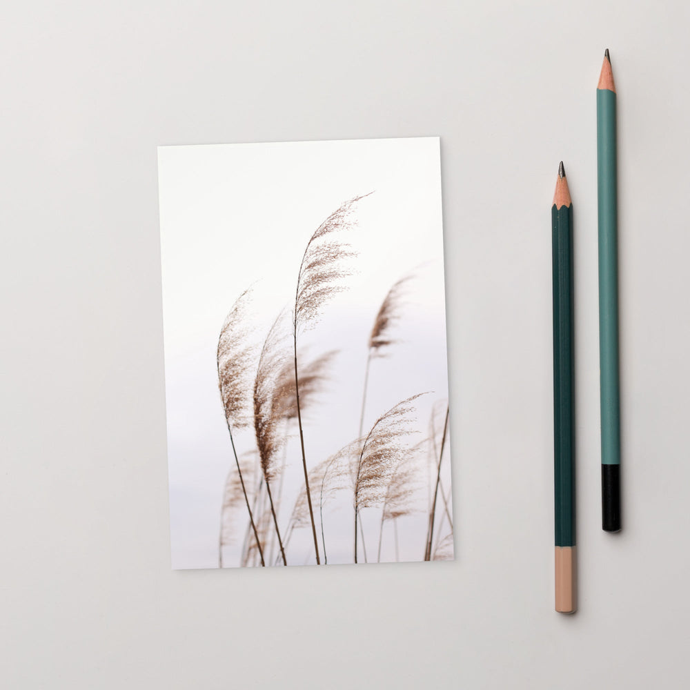 Schilf Reeds 01 - Postkarte artlia