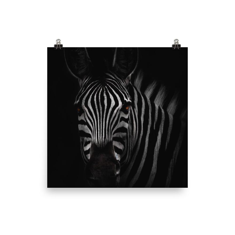 das Starren des Zebras - Poster 25x25 cm artlia