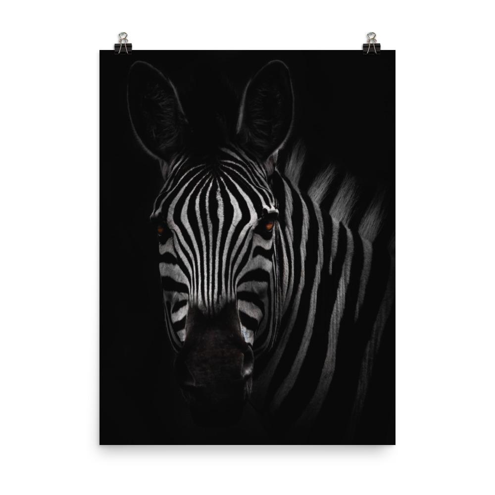 das Starren des Zebras - Poster 30x41 cm artlia