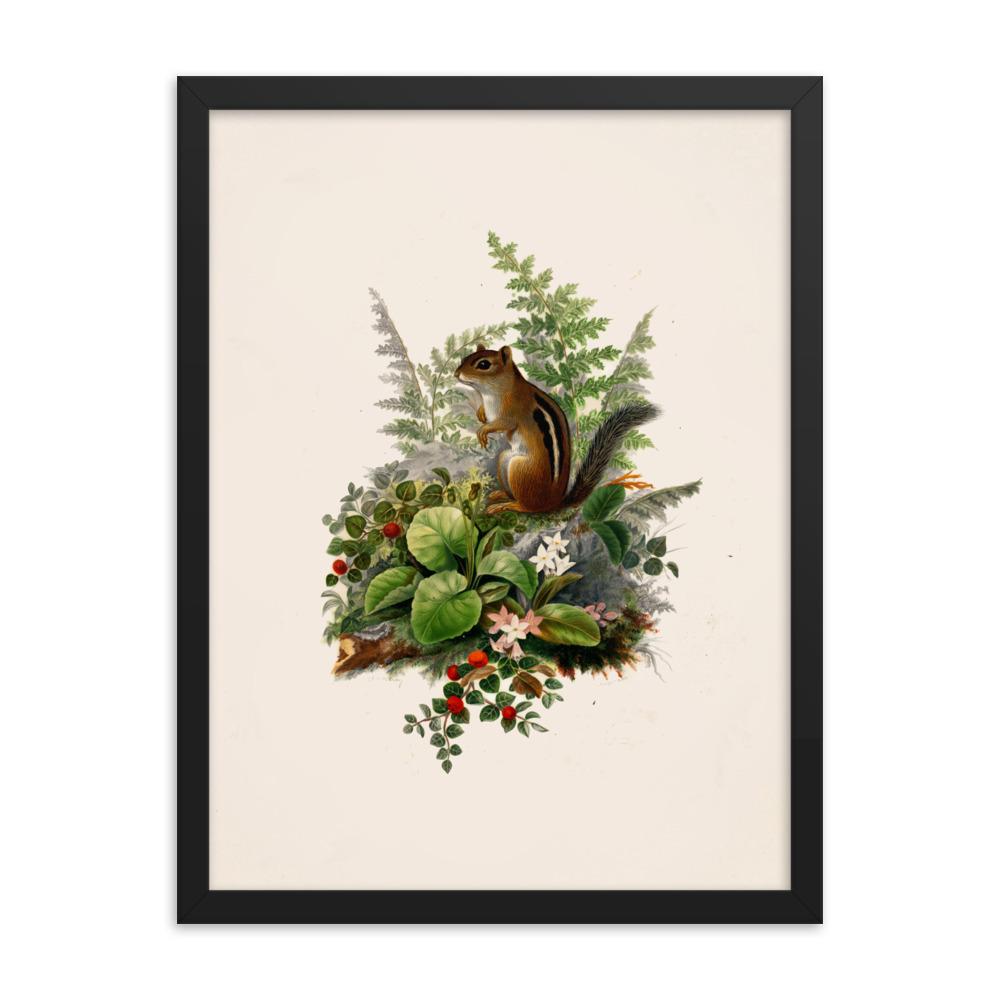 Eichhörnchen - Poster im Rahmen schwarz / 30x41 cm artlia