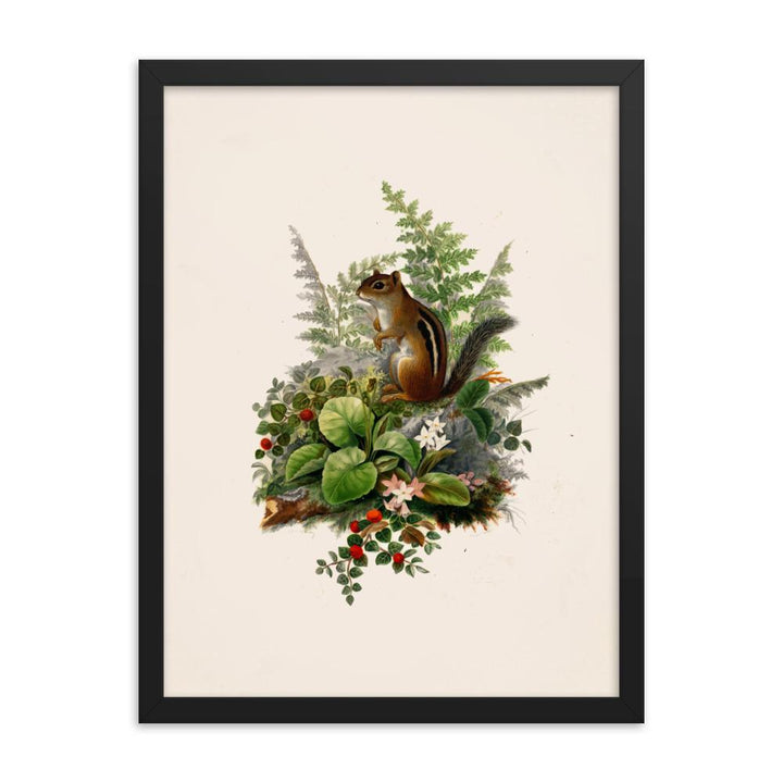 Eichhörnchen - Poster im Rahmen schwarz / 30x41 cm artlia