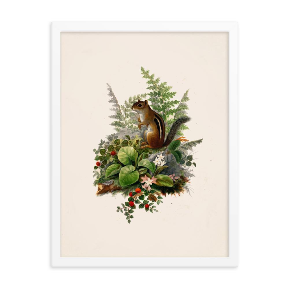 Eichhörnchen - Poster im Rahmen weiß / 30x41 cm artlia