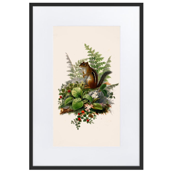 Eichhörnchen - Poster im Rahmen mit Passepartout schwarz / 61×91 cm artlia