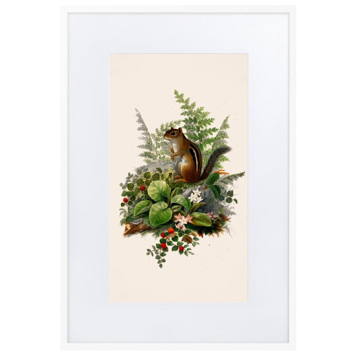 Eichhörnchen - Poster im Rahmen mit Passepartout weiß / 61×91 cm artlia