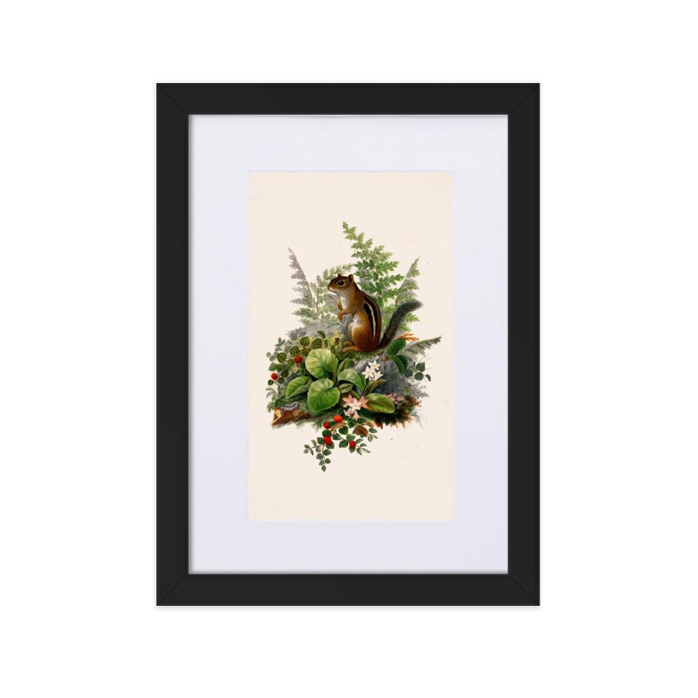 Eichhörnchen - Poster im Rahmen mit Passepartout schwarz / 21×30 cm artlia