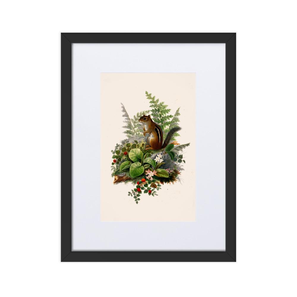 Eichhörnchen - Poster im Rahmen mit Passepartout schwarz / 30×40 cm artlia