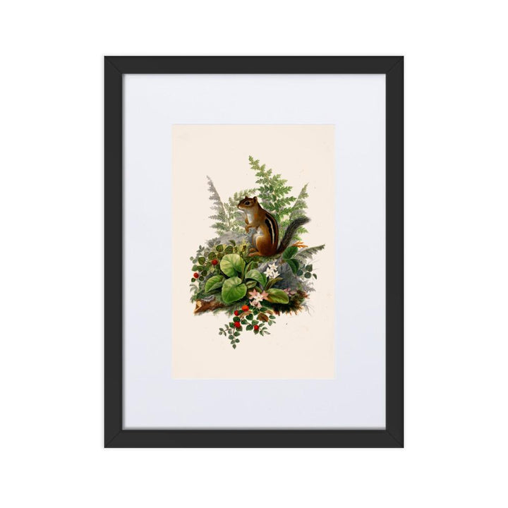 Eichhörnchen - Poster im Rahmen mit Passepartout schwarz / 30×40 cm artlia
