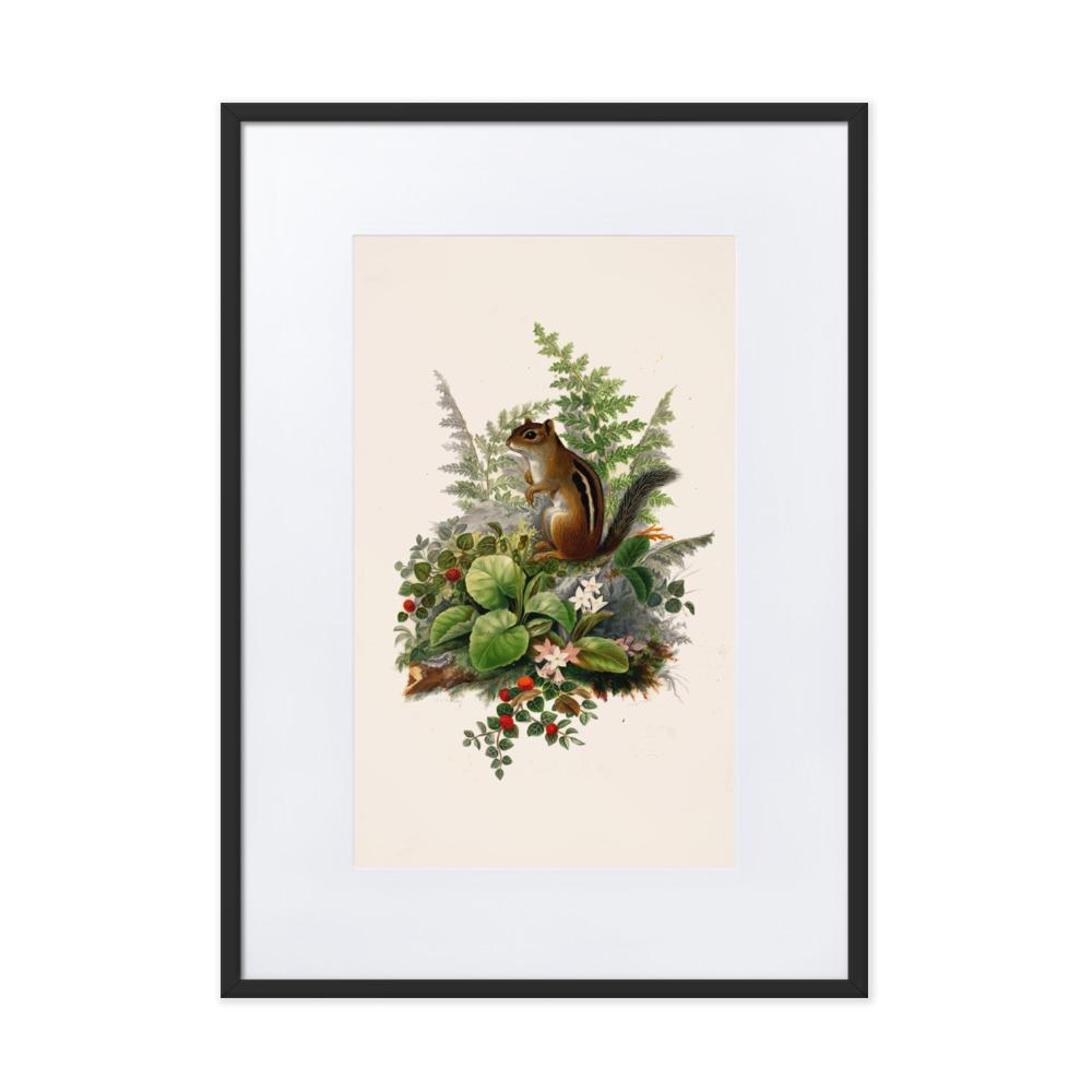 Eichhörnchen - Poster im Rahmen mit Passepartout schwarz / 50×70 cm artlia