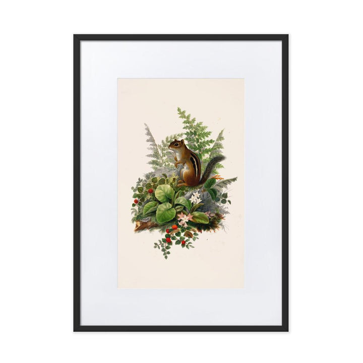 Eichhörnchen - Poster im Rahmen mit Passepartout schwarz / 50×70 cm artlia