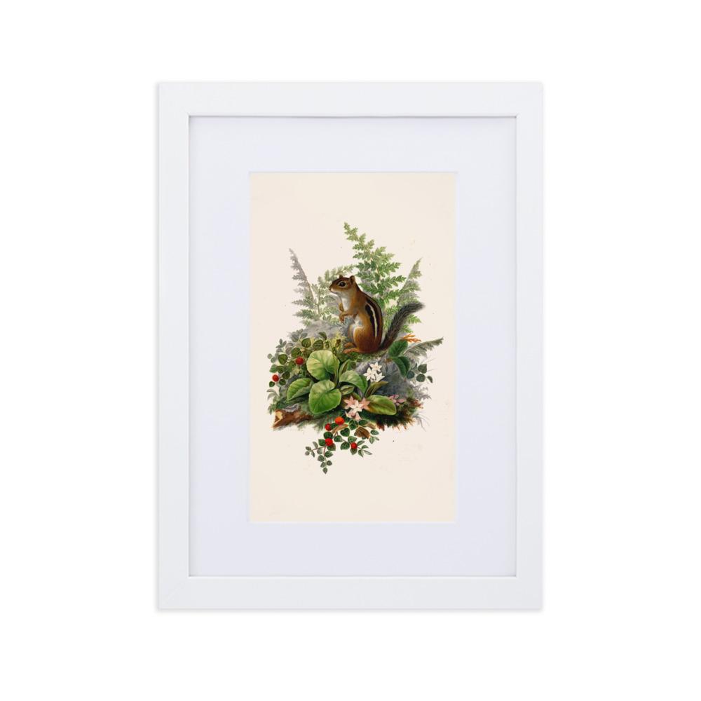 Eichhörnchen - Poster im Rahmen mit Passepartout weiß / 21×30 cm artlia
