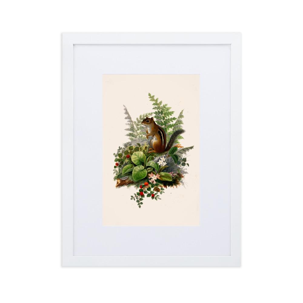 Eichhörnchen - Poster im Rahmen mit Passepartout weiß / 30×40 cm artlia