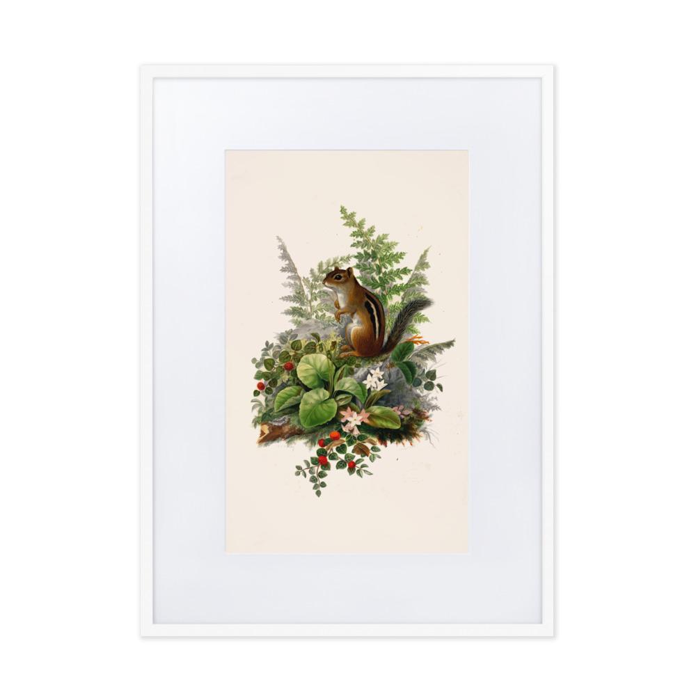 Eichhörnchen - Poster im Rahmen mit Passepartout weiß / 50×70 cm artlia