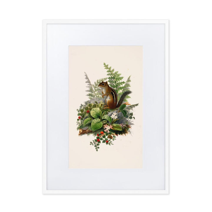 Eichhörnchen - Poster im Rahmen mit Passepartout weiß / 50×70 cm artlia