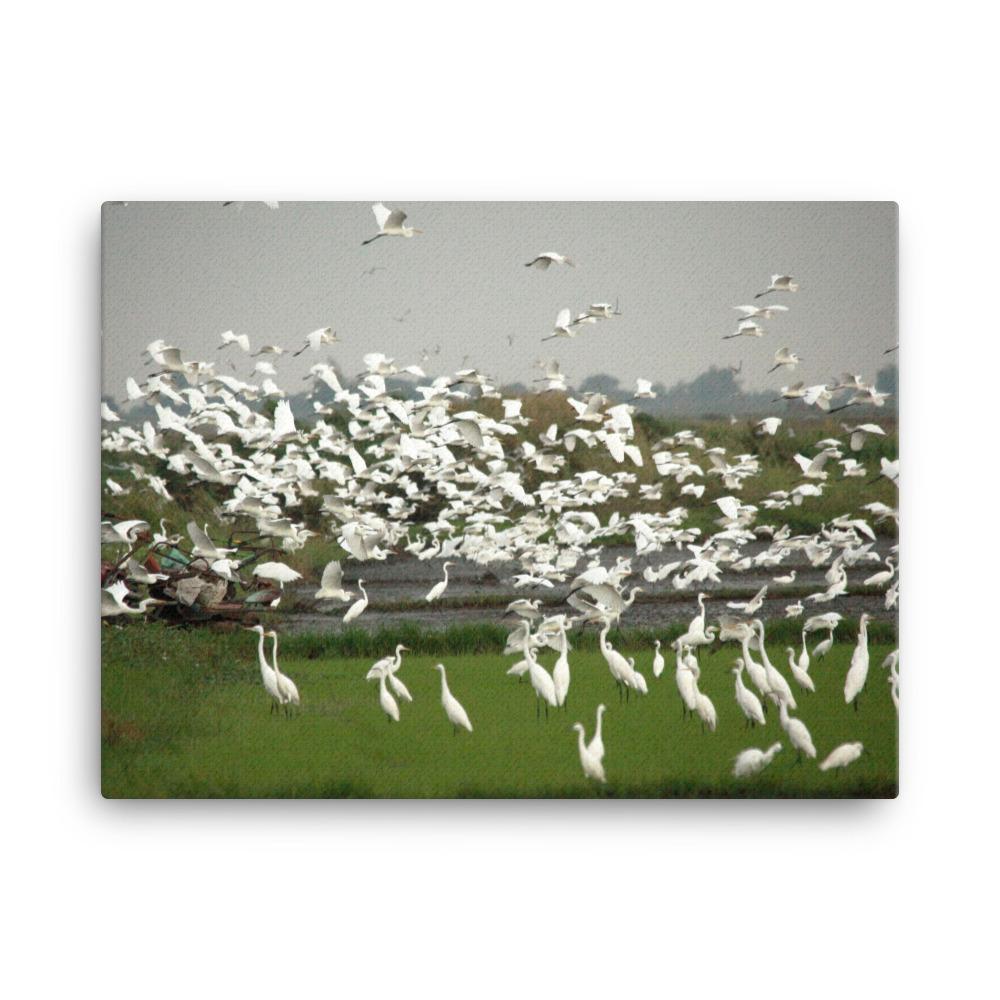 eine Herde Silberreiher - Leinwand 30x41 cm artlia