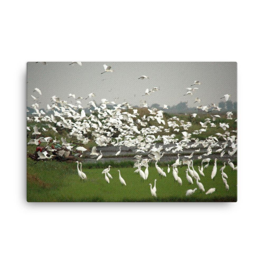 eine Herde Silberreiher - Leinwand 61x91 cm artlia