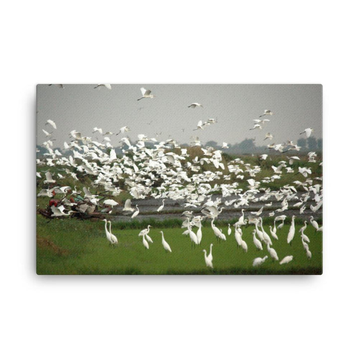 eine Herde Silberreiher - Leinwand 61x91 cm artlia
