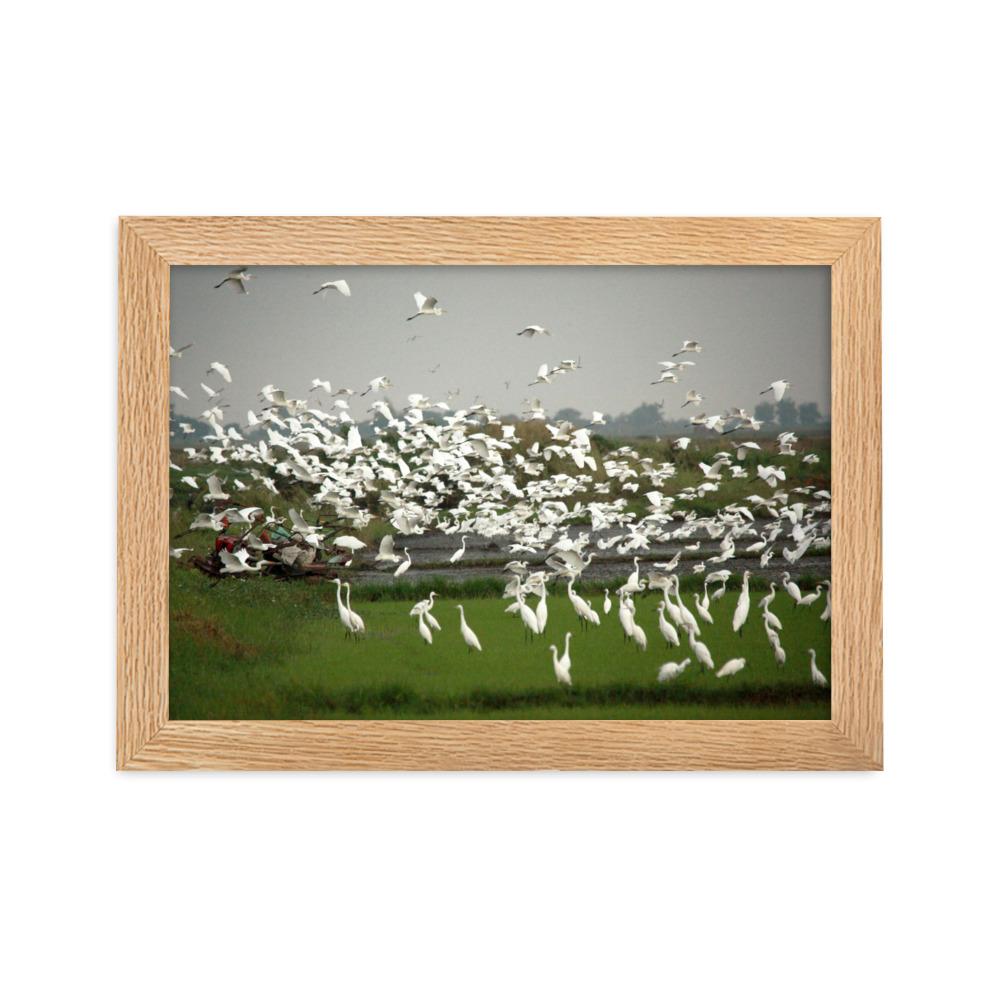 eine Herde Silberreiher - Poster im Rahmen Oak / 21×30 cm artlia