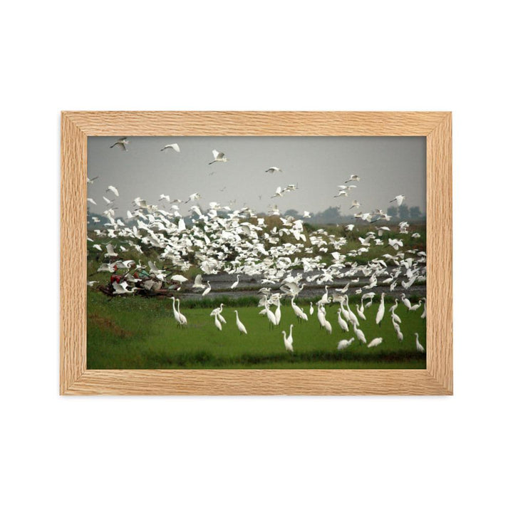 eine Herde Silberreiher - Poster im Rahmen Oak / 21×30 cm artlia