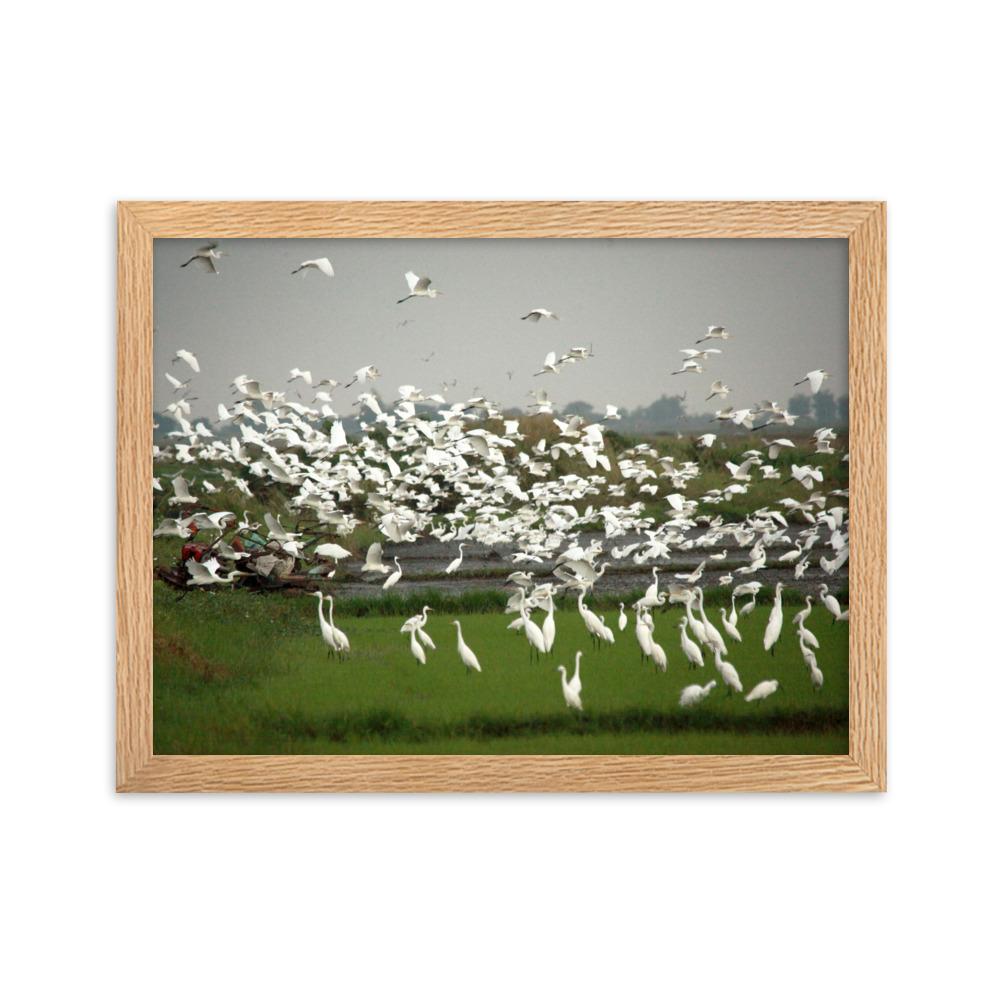 eine Herde Silberreiher - Poster im Rahmen Oak / 30×40 cm artlia