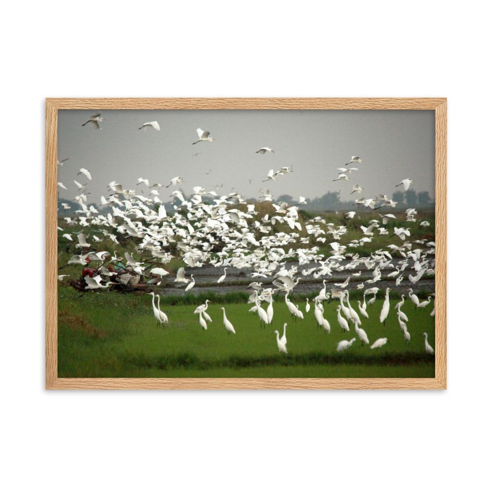 eine Herde Silberreiher - Poster im Rahmen Oak / 50×70 cm artlia