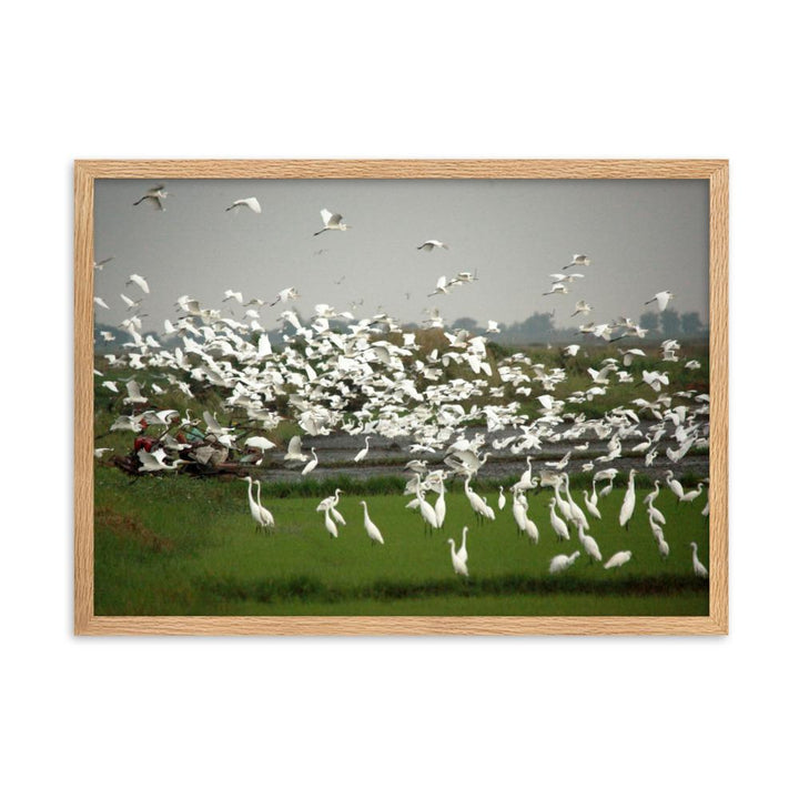 eine Herde Silberreiher - Poster im Rahmen Oak / 50×70 cm artlia