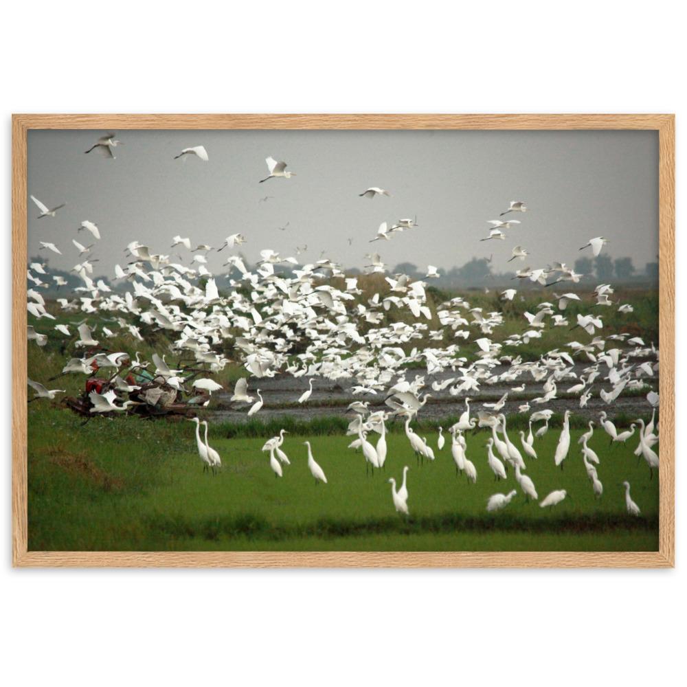 eine Herde Silberreiher - Poster im Rahmen Oak / 61×91 cm artlia