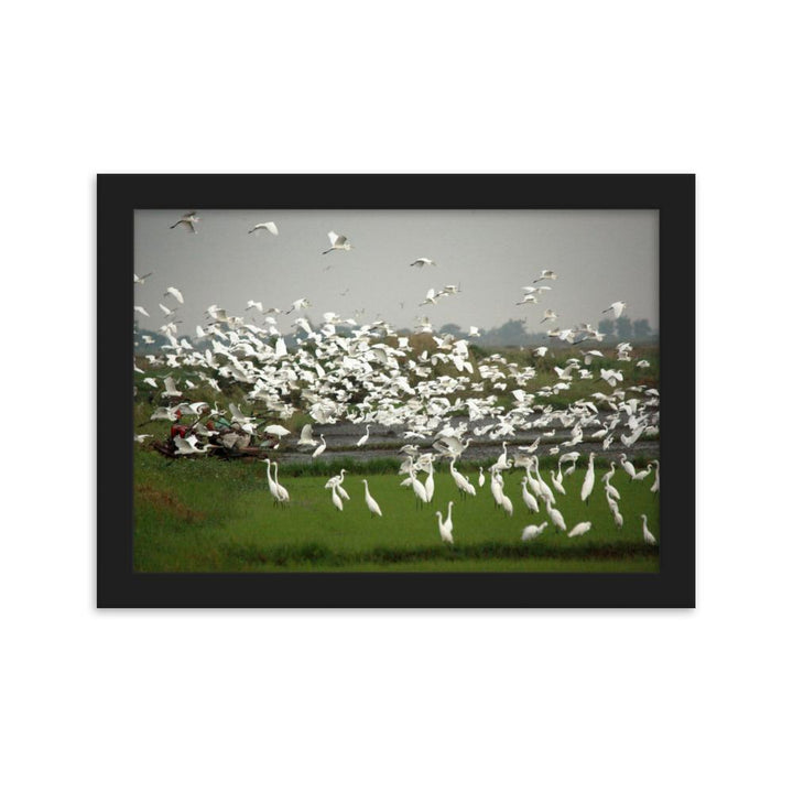 eine Herde Silberreiher - Poster im Rahmen Schwarz / 21×30 cm artlia