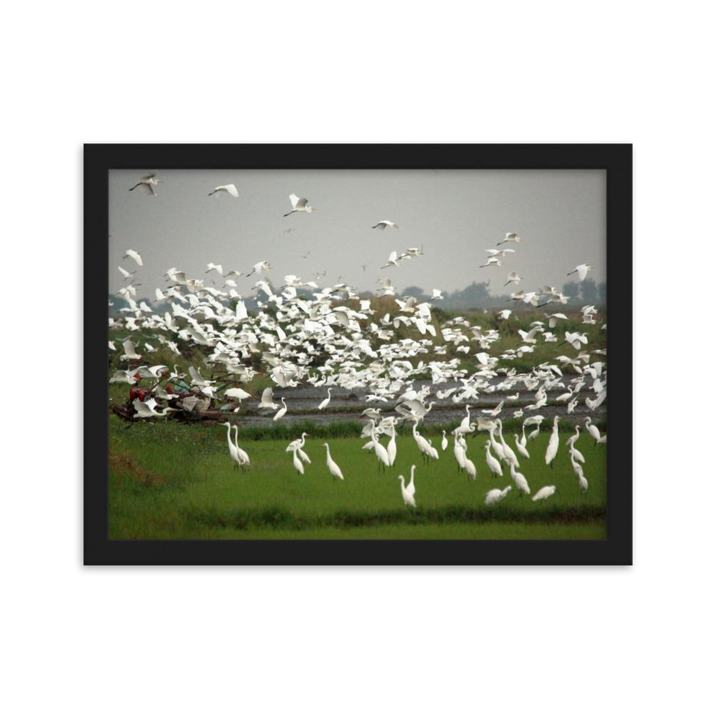 eine Herde Silberreiher - Poster im Rahmen Schwarz / 30×40 cm artlia